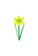 Daffodil crop image