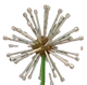 Dandelion crop image