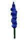 Delphinium crop image