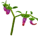 Dragon Pepper crop image