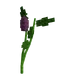 Eggplant crop image