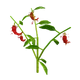 Pepper crop image