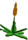 Succulent crop image