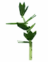 Parsley crop image